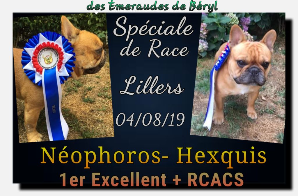 Des Emeraudes De Béryl - Spéciale de Race Lillers - 04/08/19