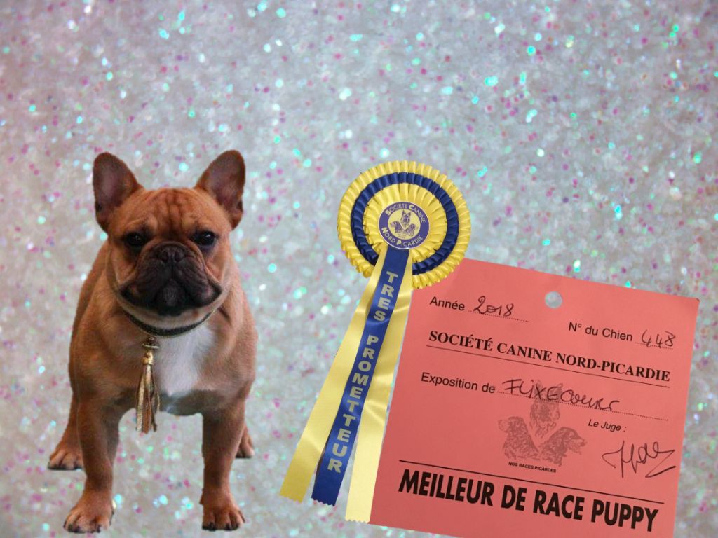 Des Emeraudes De Béryl - Exposition de Flixécourt - 03/03/18 - Néophoros-Hexquis Meilleur Puppy