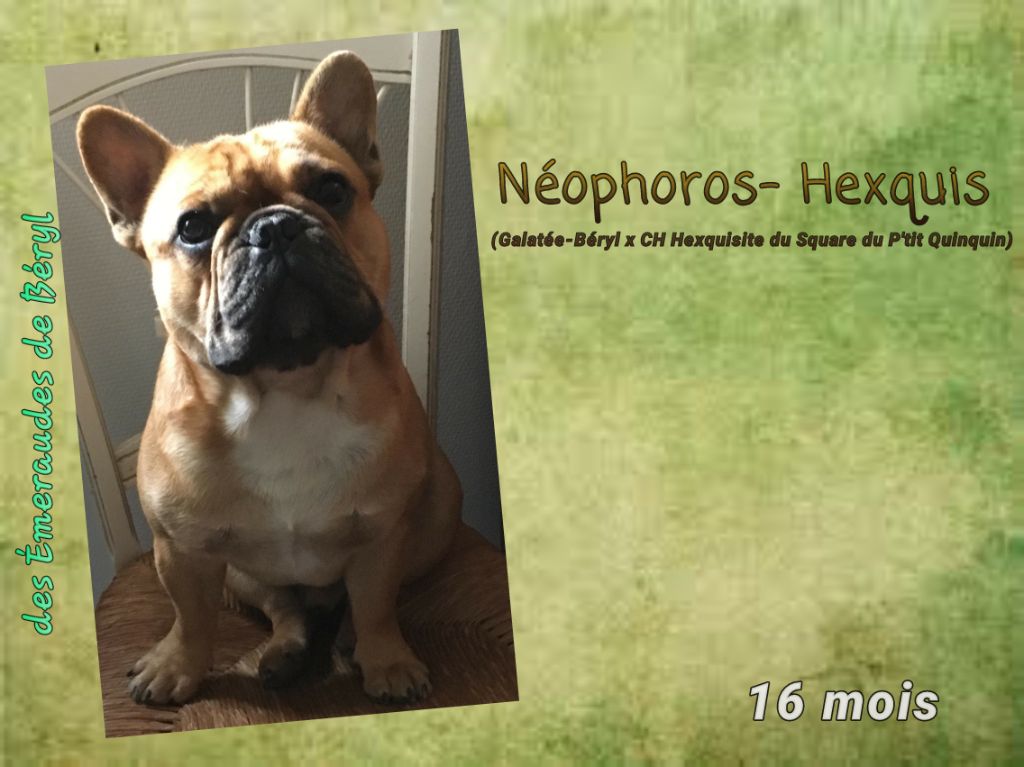 Néophoros-hexquis Des Emeraudes De Béryl