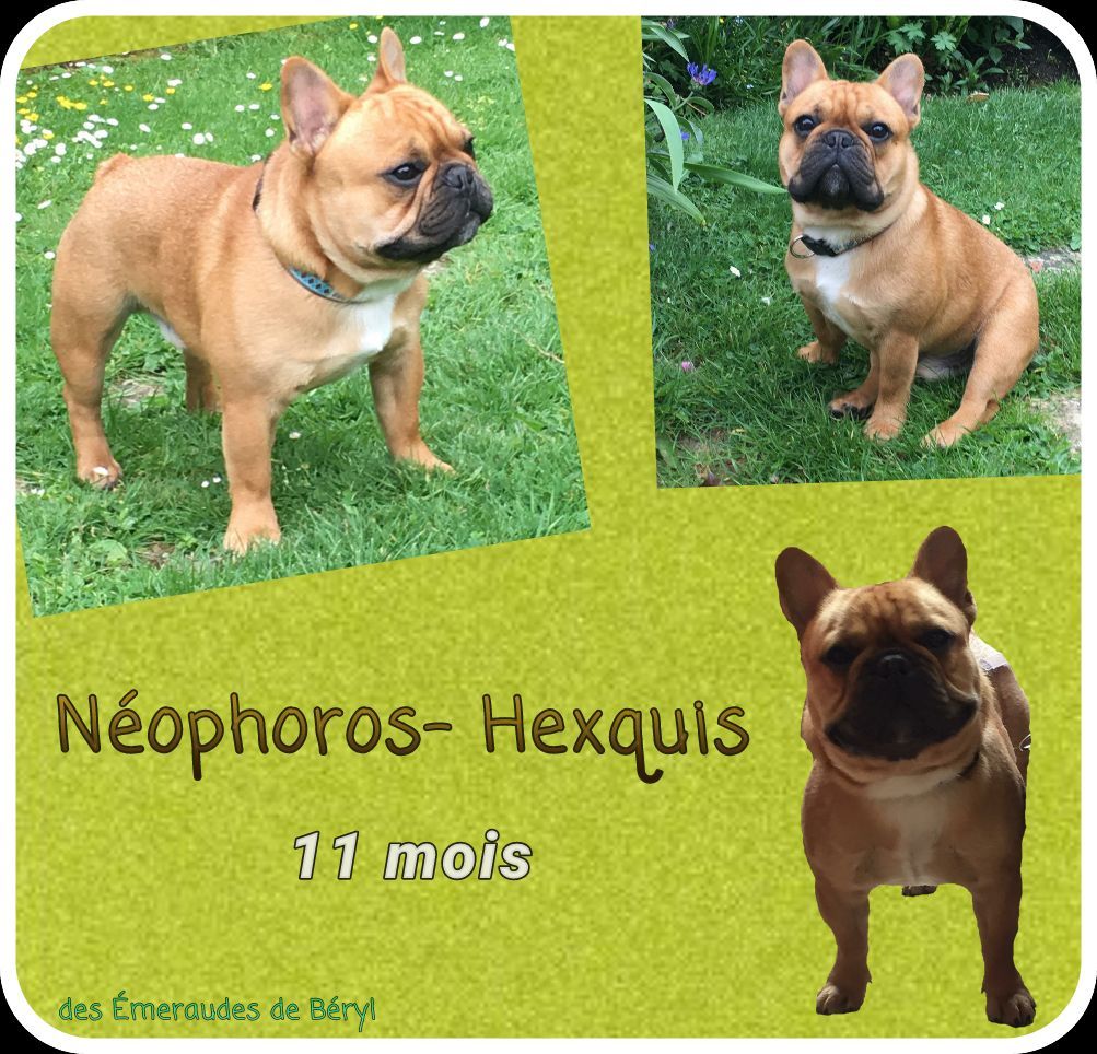Néophoros-hexquis Des Emeraudes De Béryl
