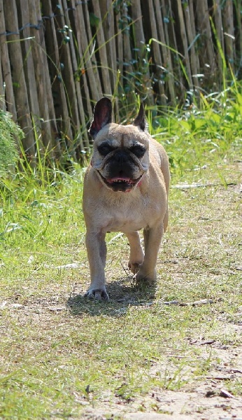 Beryl des Bourbon D'Allier