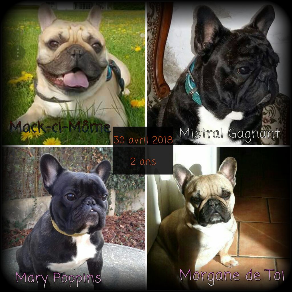 Des Emeraudes De Béryl - 30/04/18 : Bon Anniversaire à Mistral, Mack, Morgane et Mary - 2 ans